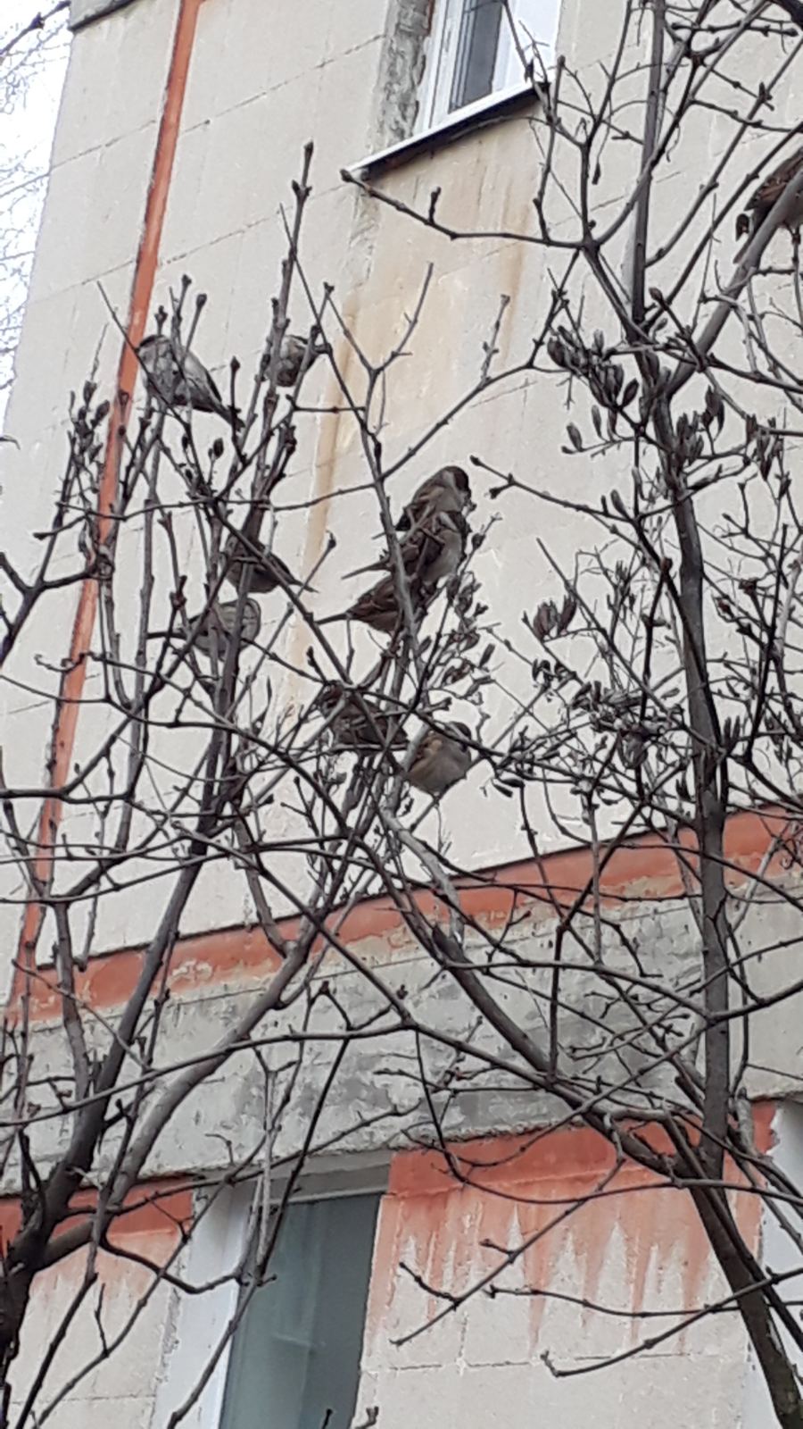 Dotarea IET nr.185 a Sălii de Sport cu atribuite sportive de joc